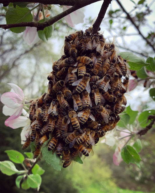Small swarm of honeybees