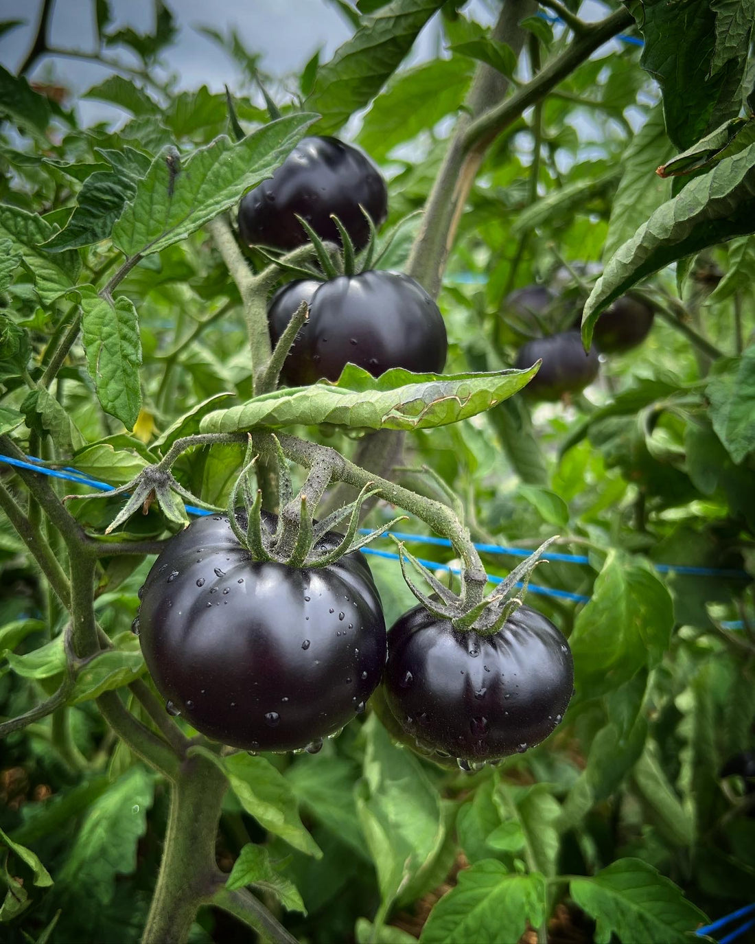 A Tomato Review - Black Beauty