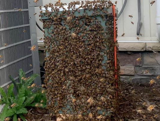 An Unusual Swarm...